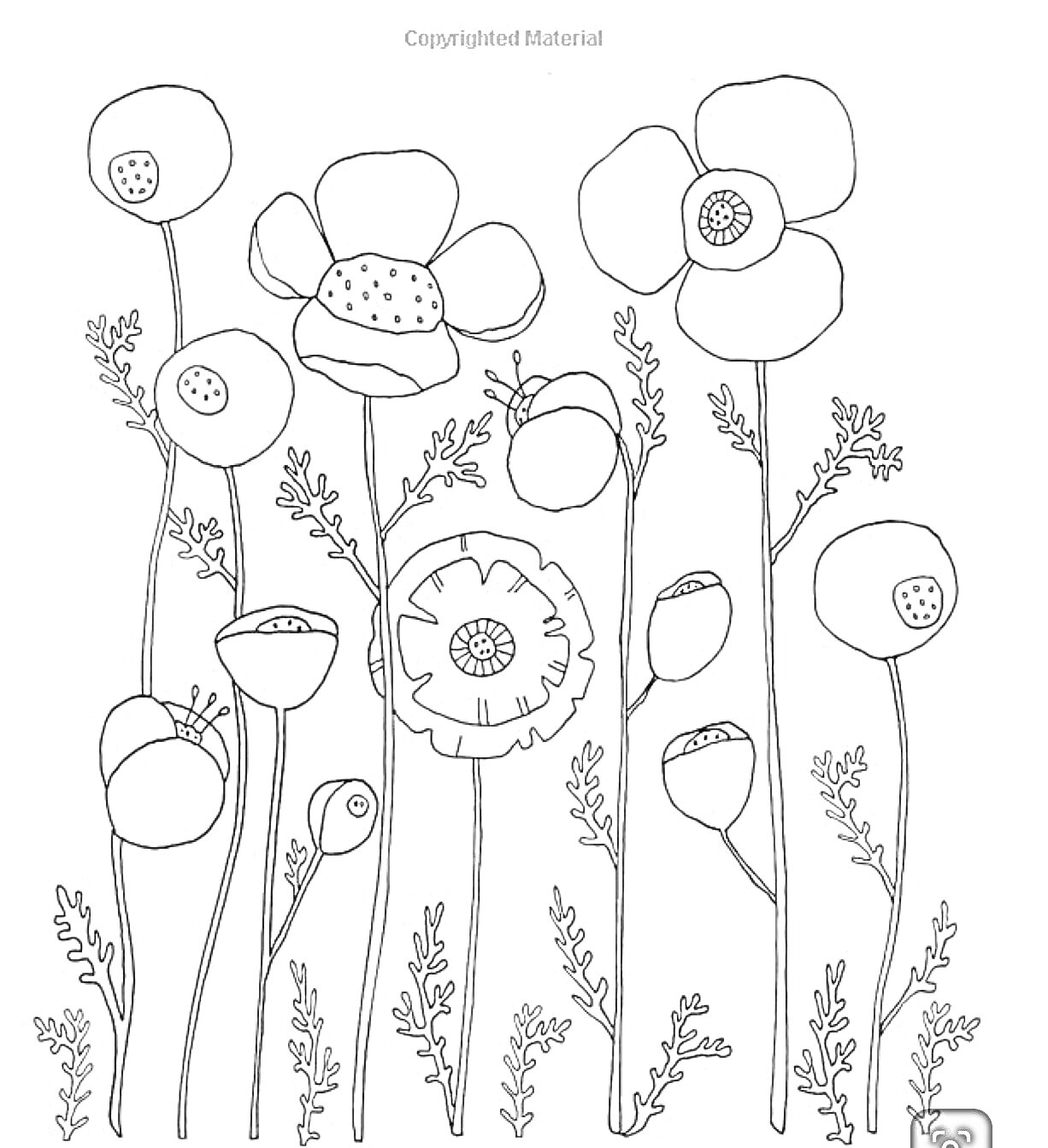 На раскраске изображено: Мак, Лекарственные растения, Цветы, Листья, Дошкольники, Растительный мир, Природа