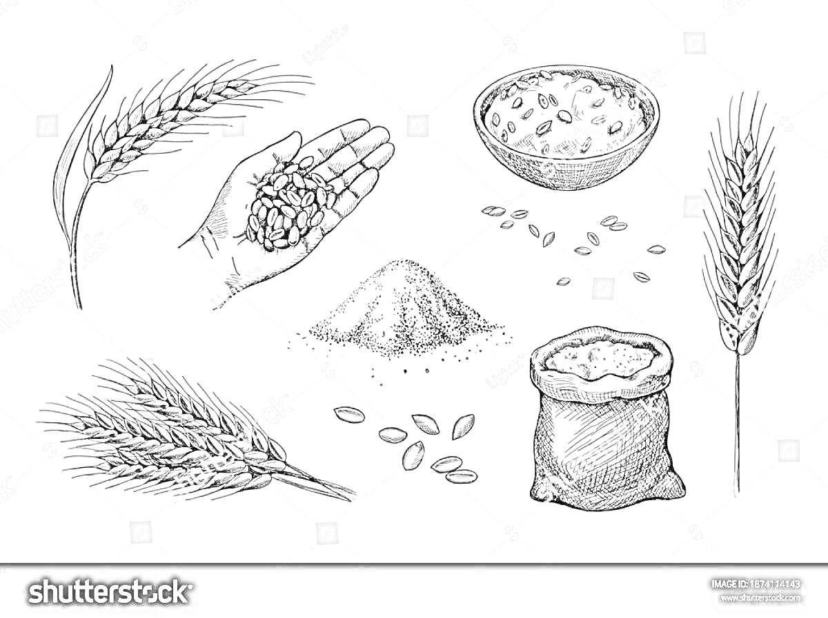 На раскраске изображено: Колоски, Рука, Миска, Пшеница, Мука, Иллюстрация