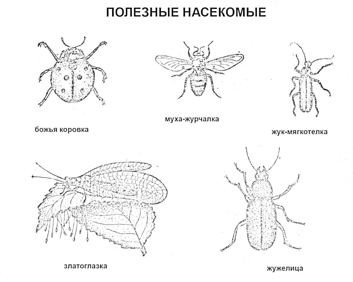 На раскраске изображено: Окружающий мир, 1 класс