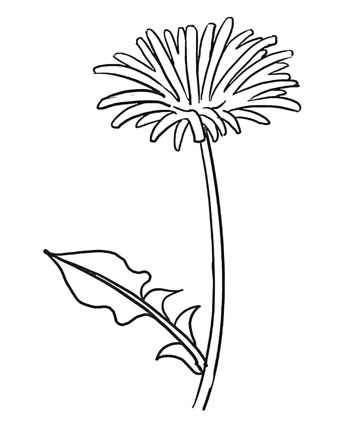 На раскраске изображено: Одуванчик, Стебель, Листья, Природа, Ботаника, Цветы, Растения, Контурные рисунки