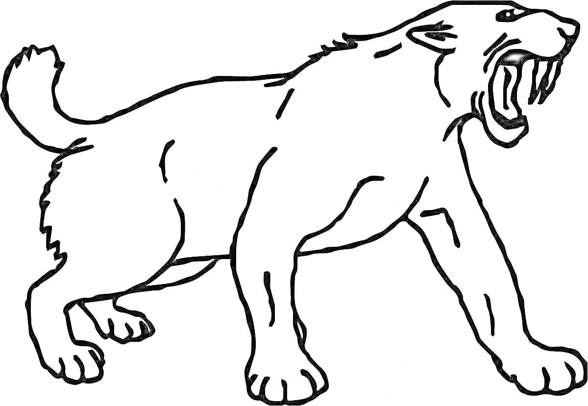 Раскраска Саблезубый тигр с открытой пастью, стоящий на четырех лапах.