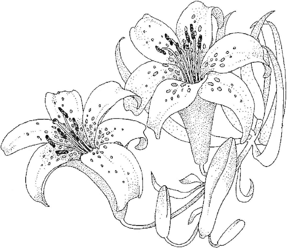 На раскраске изображено: Цветы, Лилии, Два цветка, Листья, Тычинки