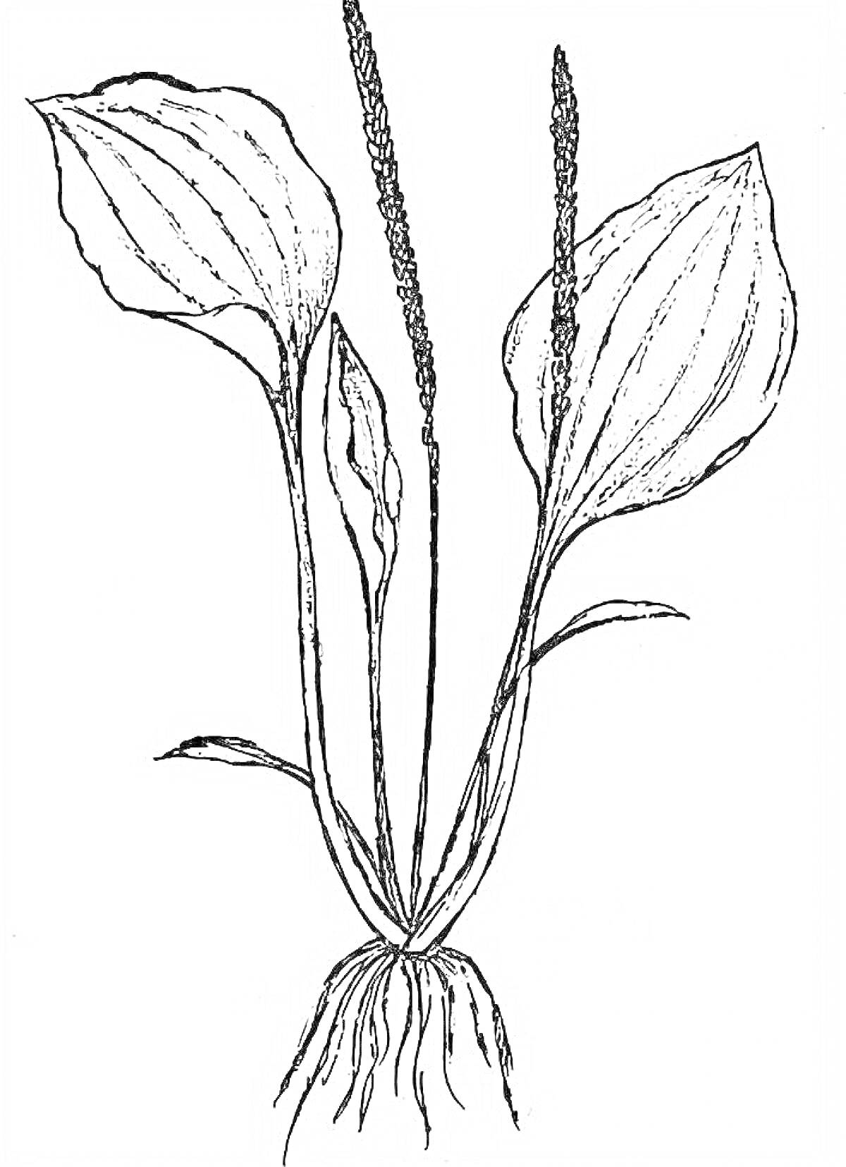 Раскраска Подорожник с корнями, листьями и соцветиями