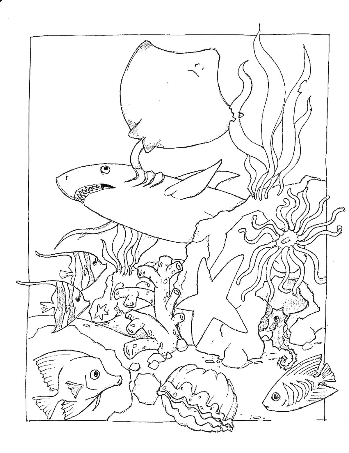 На раскраске изображено: Подводный мир, Акула, Медуза, Рыба, Осьминог, Кораллы, Морская звезда, Море, Океан, Животное
