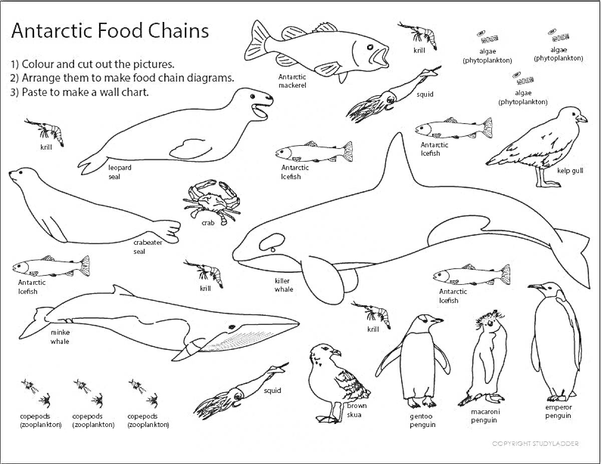 Раскраска Антарктическая пищевая цепь с тюленем, касаткой, рыбами, пингвинами и птицами