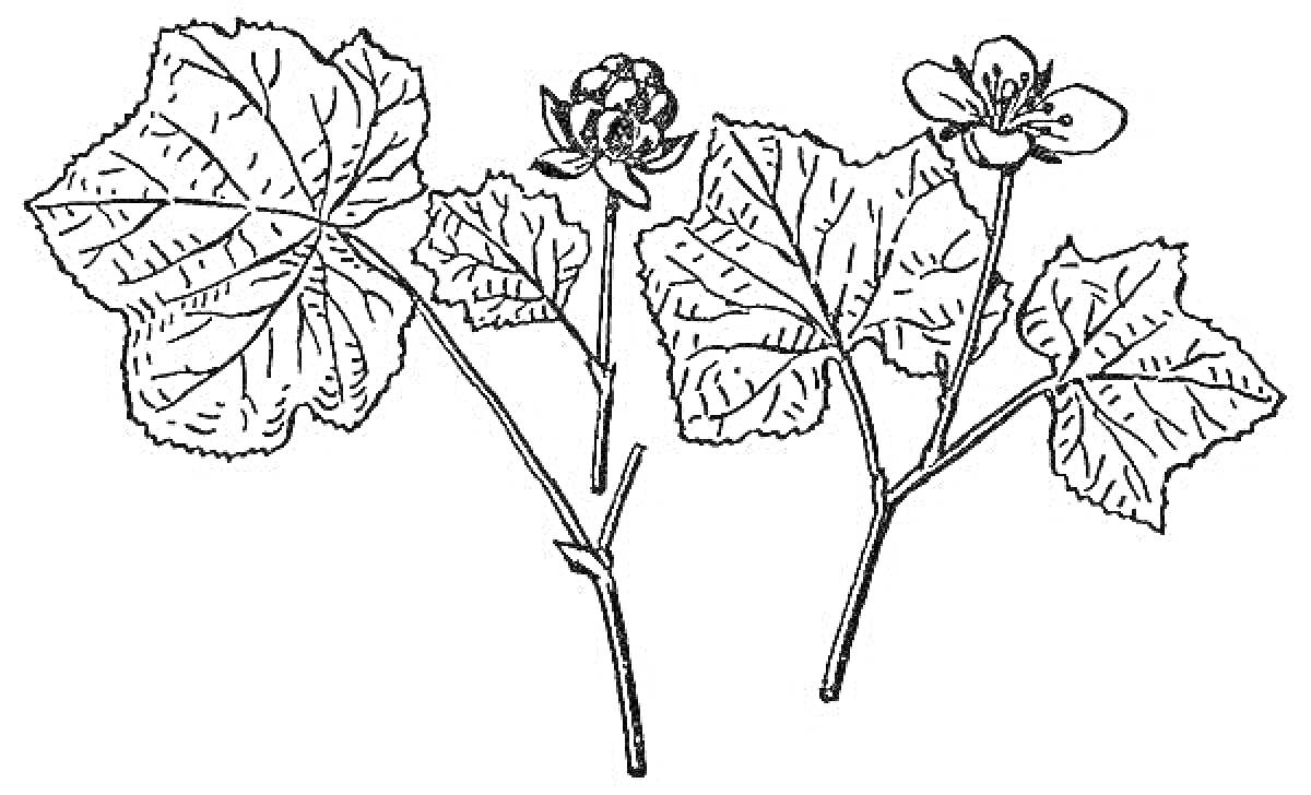 Раскраска Морошка с ягодой и цветком на стеблях с листьями