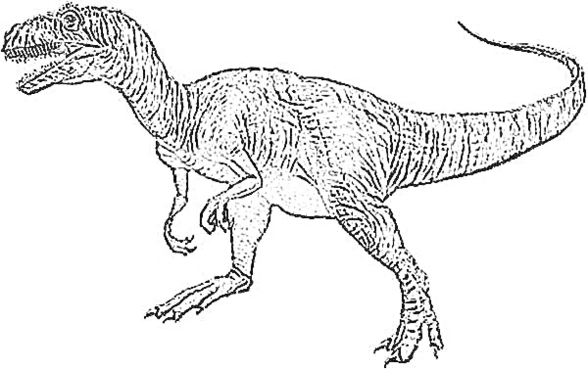 Аллозавр, стоящий на двух ногах, с длинным хвостом поднятым вверх, детализированный рисунок кожи и мышц, пасть приоткрыта, видны зубы.