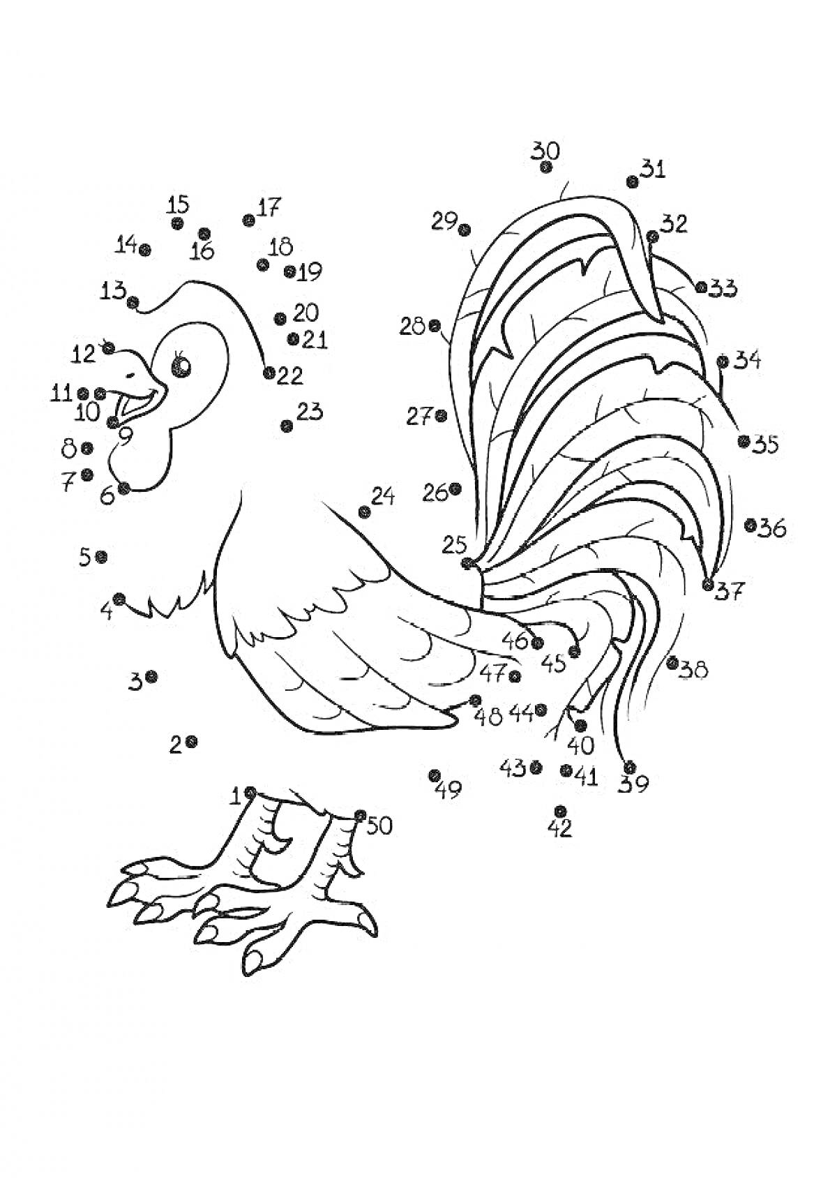 На раскраске изображено: Петух, По номерам, Голова, Туловище, Хвост, Ноги