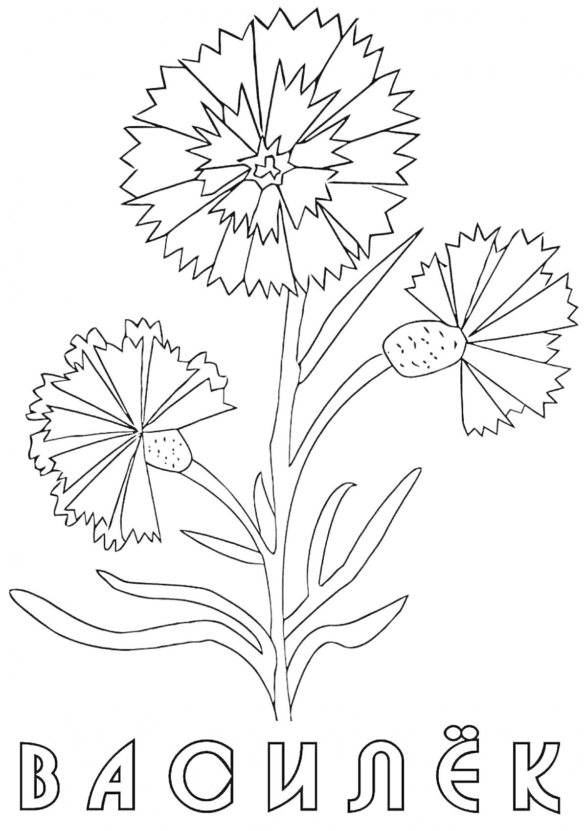 На раскраске изображено: Василек, Три цветка, Буквы, Текст, Цветы, Растения