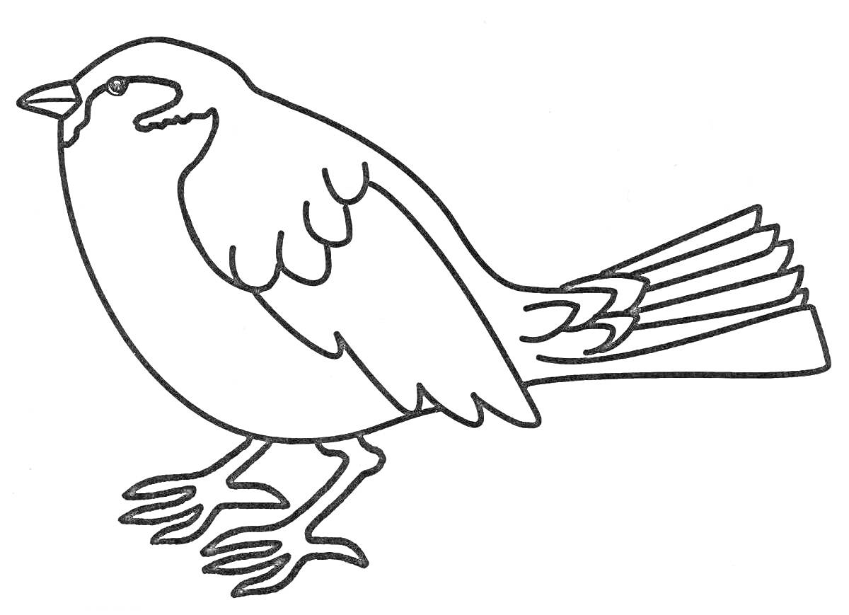 На раскраске изображено: Воробей, Для детей, Птица, Крылья, Хвост, Контурные рисунки