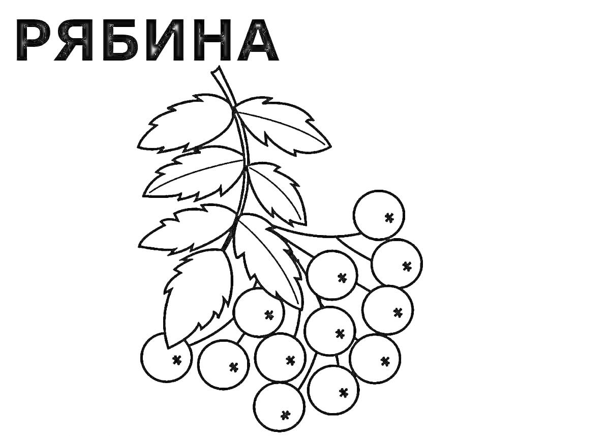 На раскраске изображено: Рябина, Листья, Ягоды, Растения, Контурные рисунки