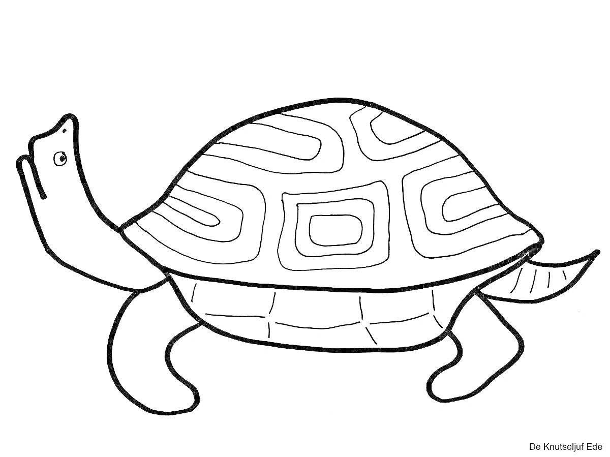 На раскраске изображено: Черепаха, Панцирь