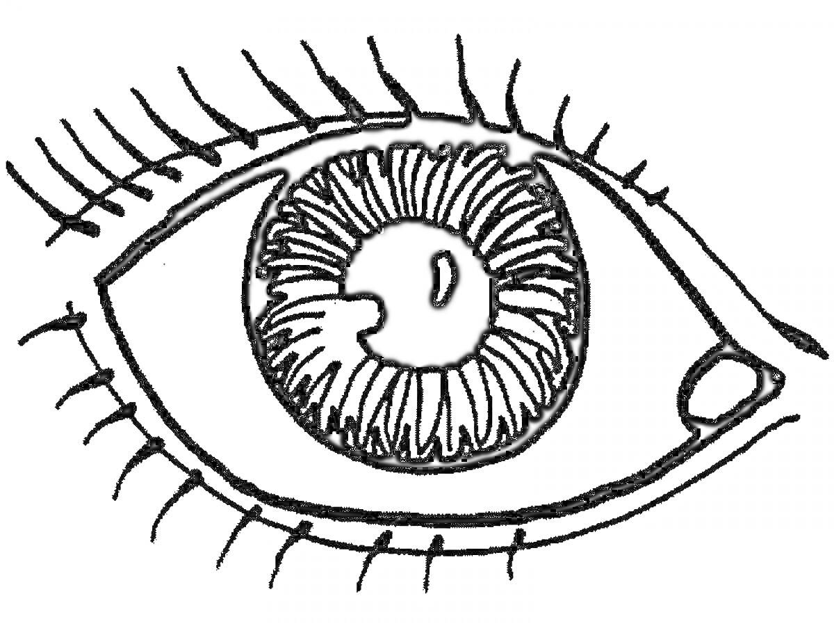 Раскраска Рисунок глаза человека с ресницами и зрачком