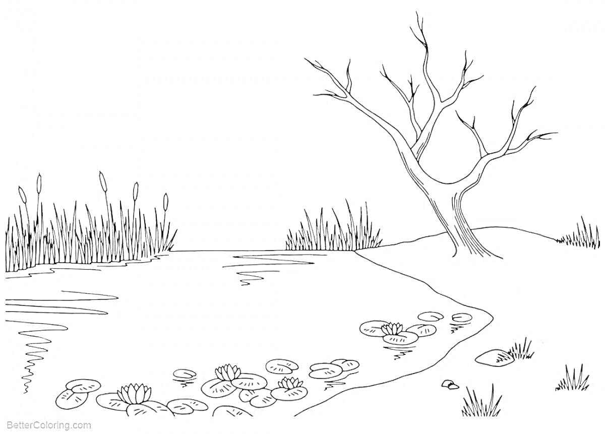 Раскраска Камыши на болоте с одиноким деревом и кувшинками