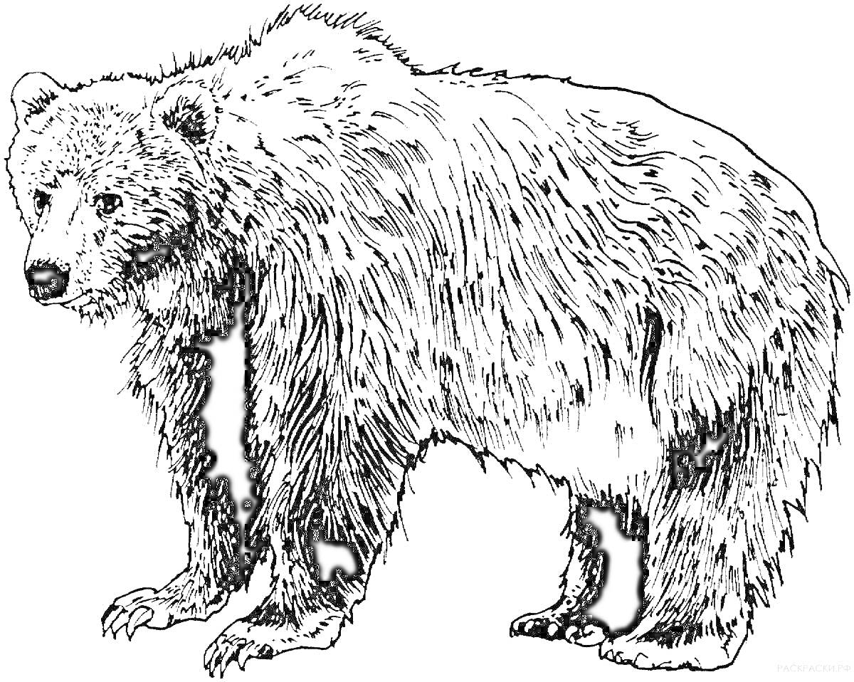 Раскраска Медведь на четырёх лапах с детальной шерстью