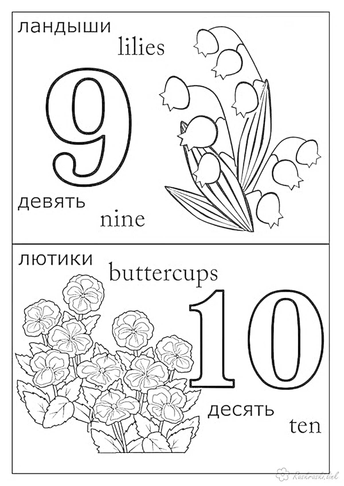На раскраске изображено: Цифра 9, Цветы, Ландыши, Русский язык, Английский язык
