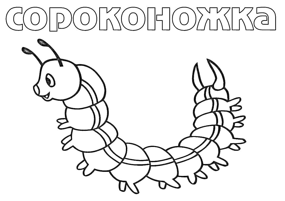 На раскраске изображено: Сороконожка, Насекомое, Антены, Ноги, Для детей, Улыбка