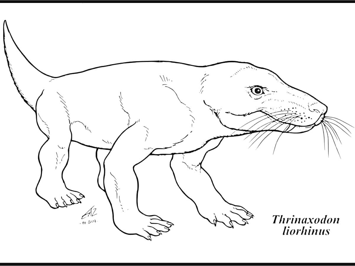 Thrinaxodon liorhinus (древний животный с хребтом, лапками, и хвостом)