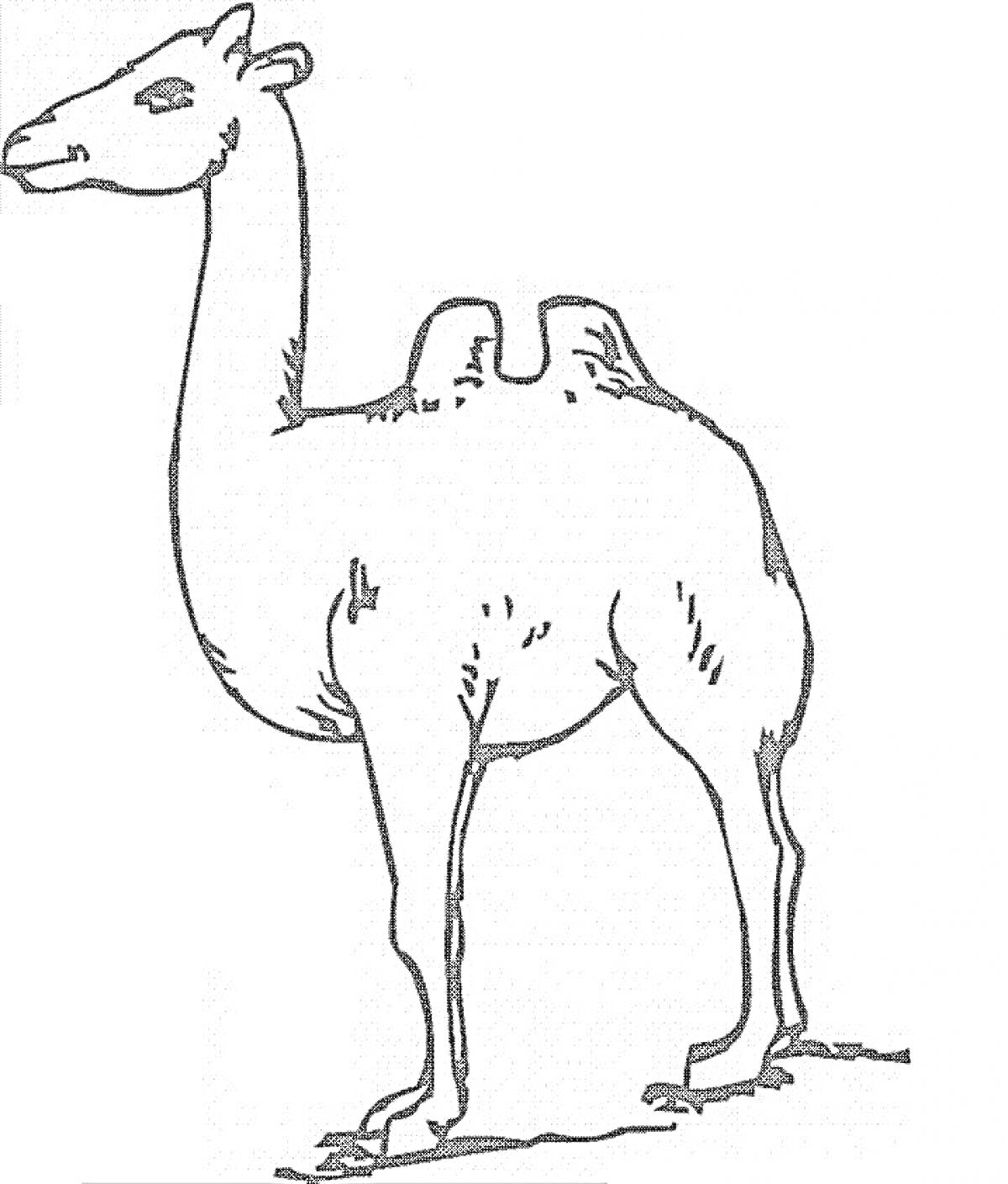 Раскраска Верблюд с двумя горбами на белом фоне