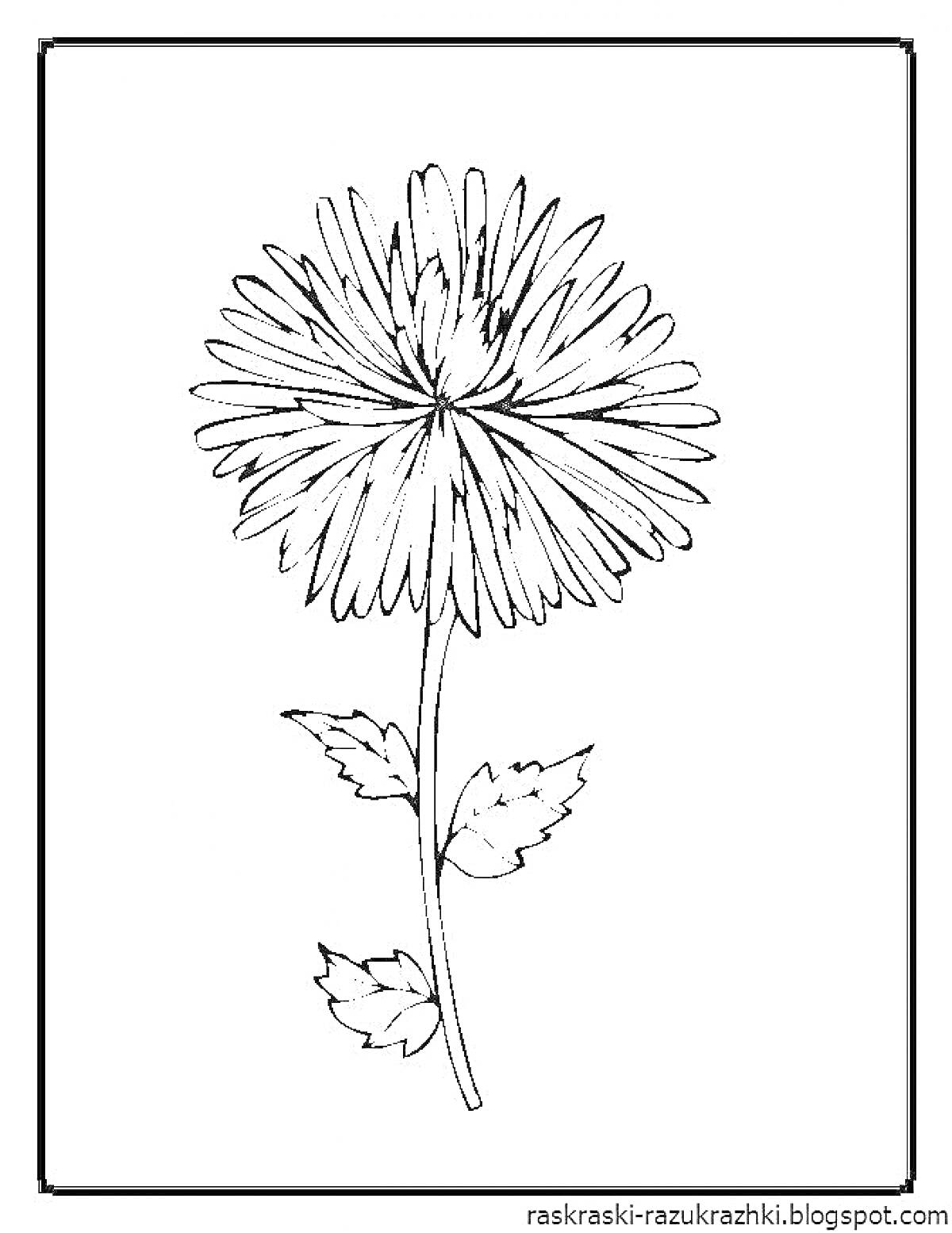 На раскраске изображено: Одуванчик, Стебель, Листья, Цветы, Растения, Контурные рисунки