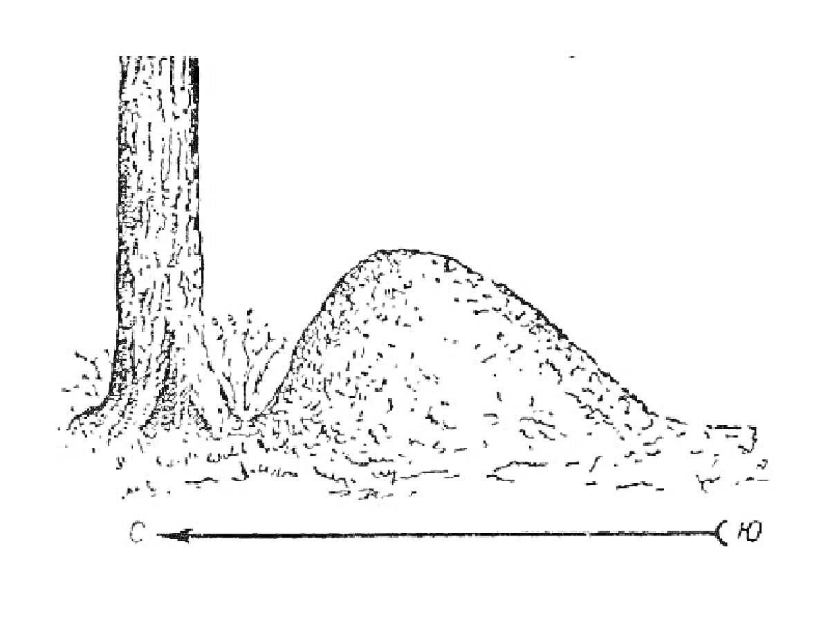 Раскраска муравейник рядом с деревом
