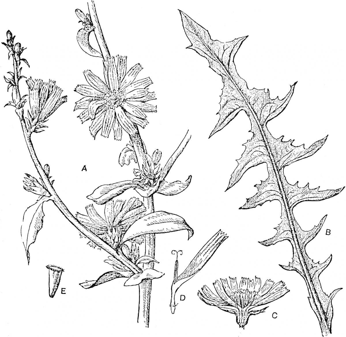 Раскраска ветка цветущего цикория с цветами и листьями, листья цикория и отдельные части цветка (венчик, семена)