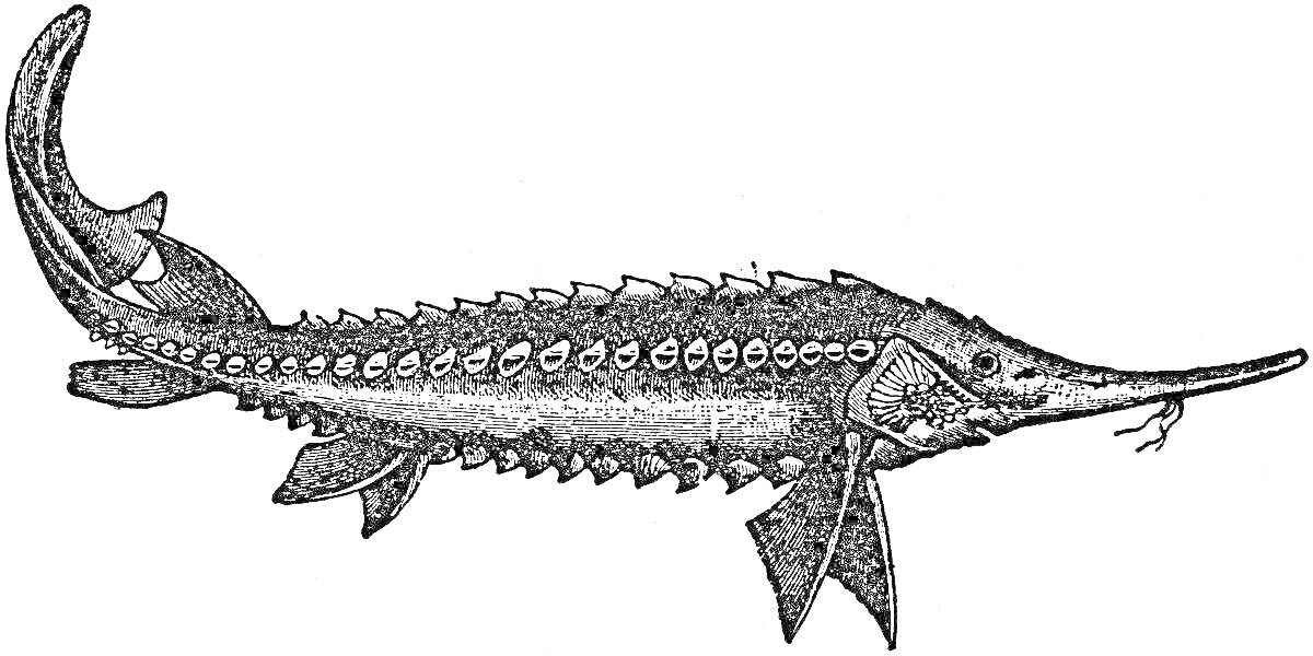 Раскраска Иллюстрация осетра с плавниками и шипами на спине