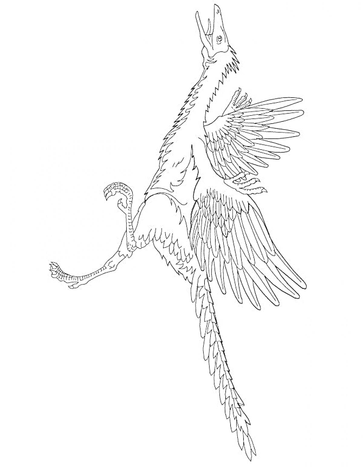 Раскраска Археоптерикс с расправленными крыльями и длинным хвостом