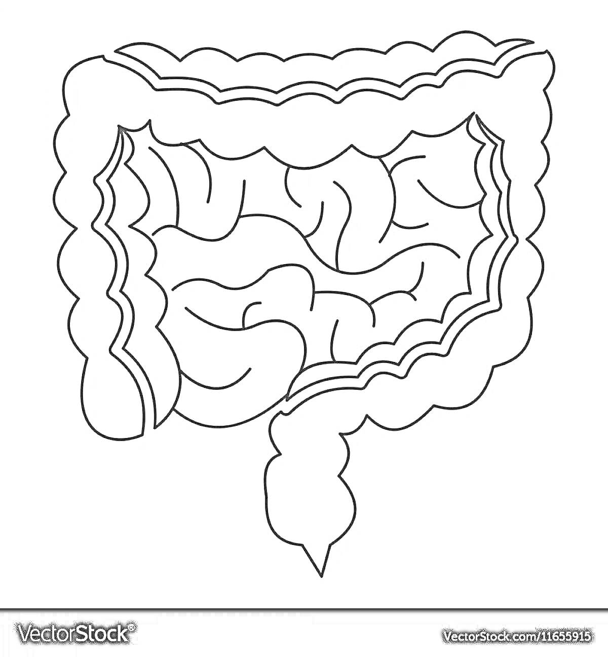 Раскраска Схематическое изображение толстого и тонкого кишечника