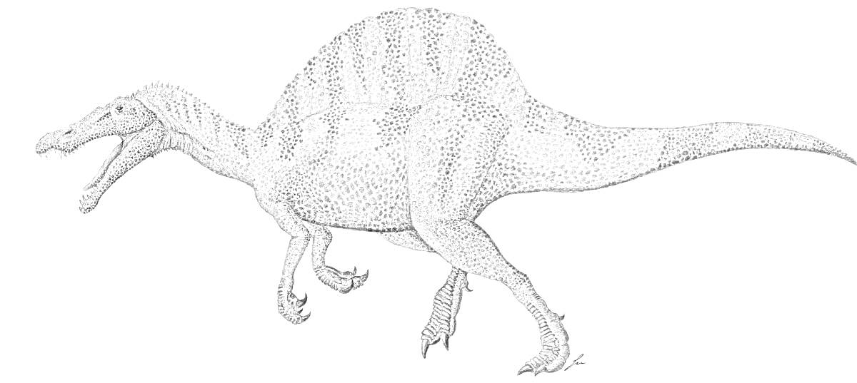 Раскраска Динозавр Спинозавр, стоящий на четырех ногах, с открытой пастью