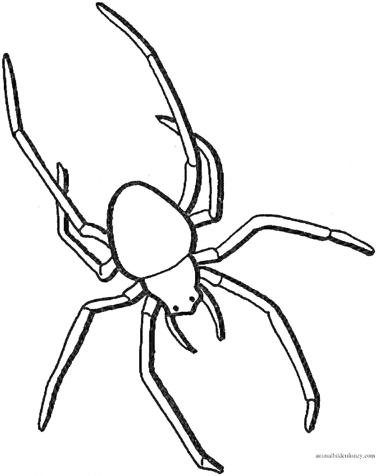 Раскраска Черная вдова паук с длинными лапами и крупным брюшком