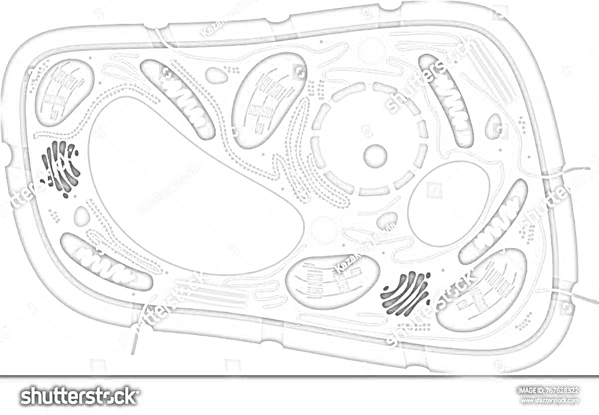 Раскраска Строение растительной клетки: клеточная стенка, плазматическая мембрана, вакуоль, хлоропласты, митохондрии, аппарат Гольджи, эндоплазматический ретикулум, ядро, ядрышко, рибосомы