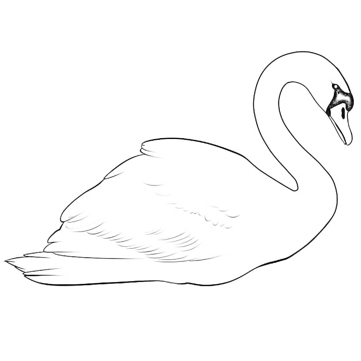 Раскраска Лебедь в профиль на воде