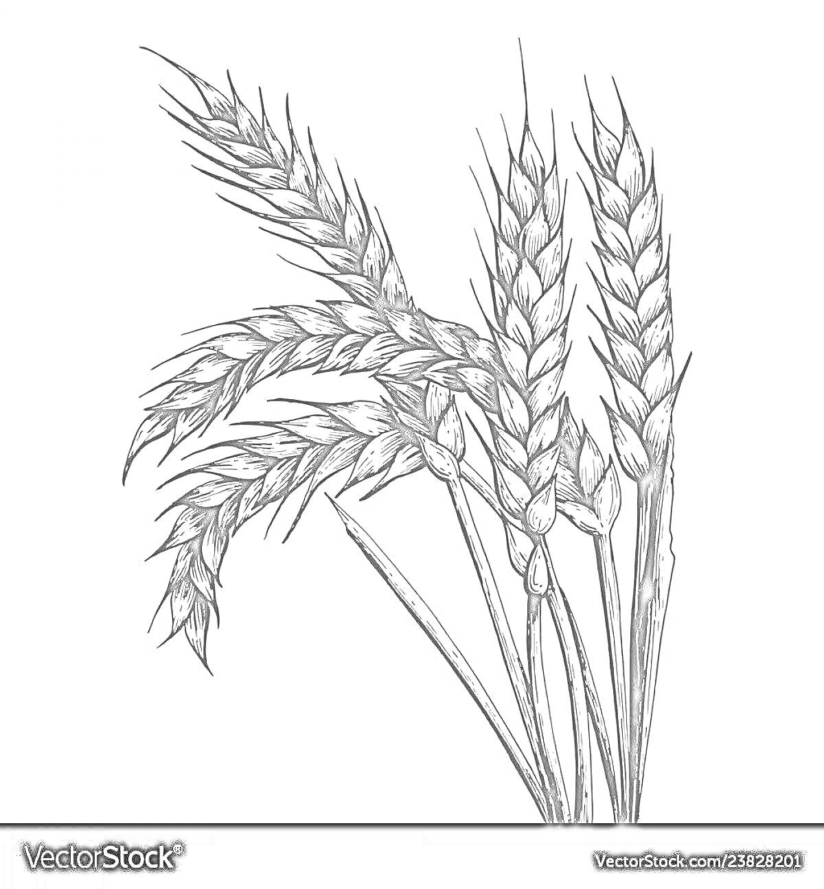 На раскраске изображено: Колоски, Пшеница, Природа, Ботаника, Контурные рисунки