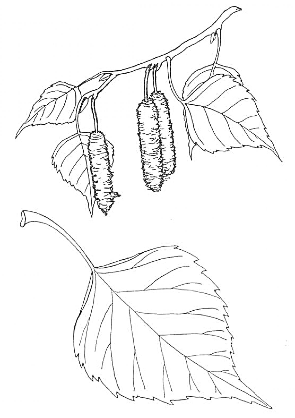 Раскраска Ветвь березы с сережками и листья березы