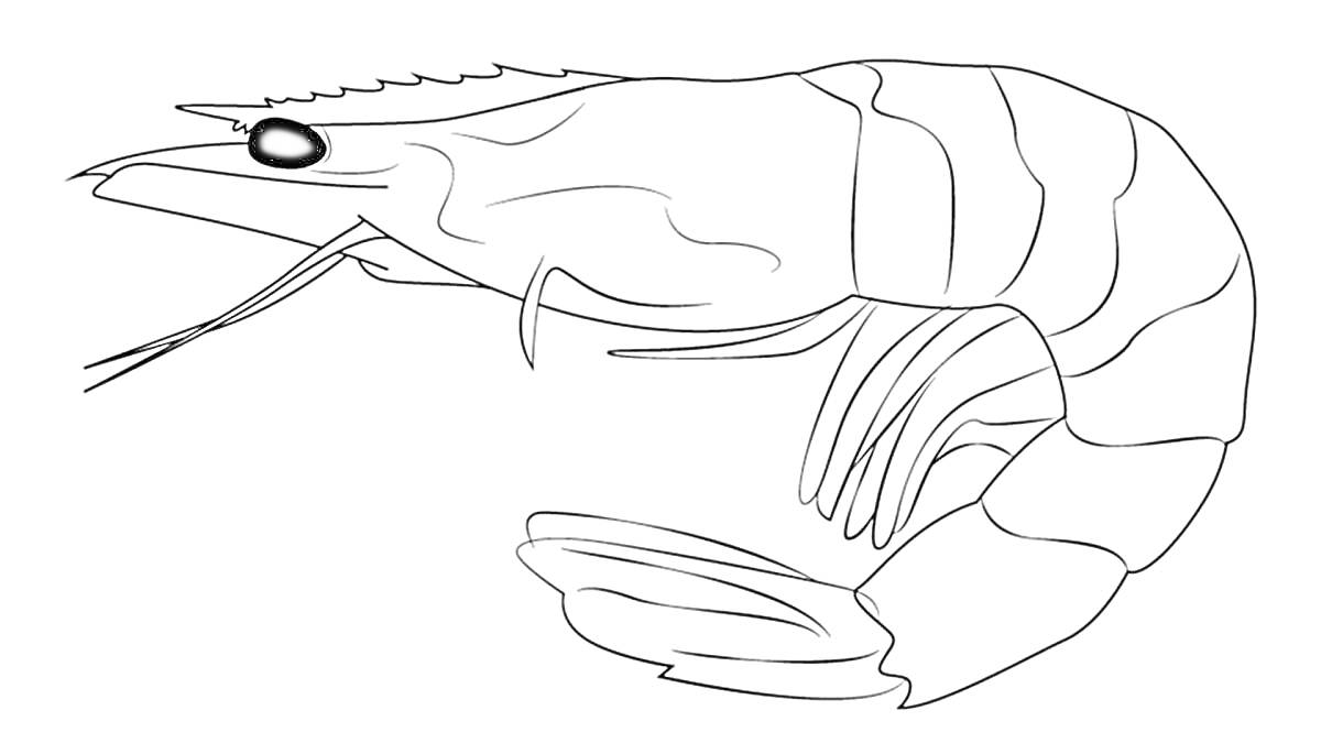 Раскраска Креветка с усиками крупным планом