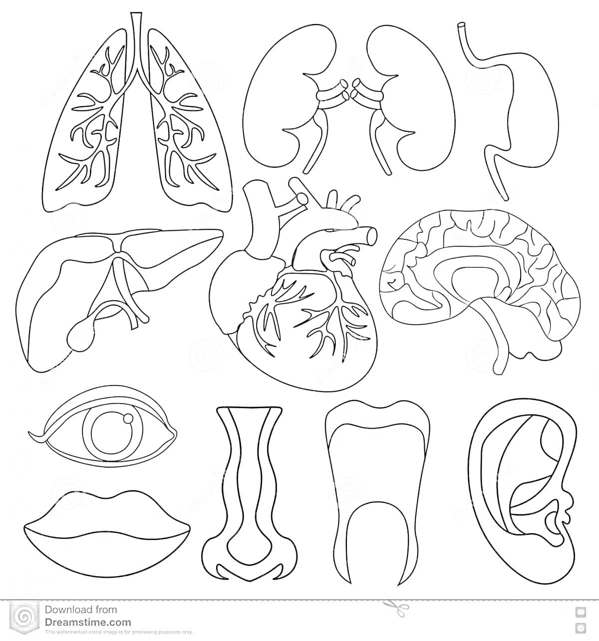 Раскраска внутренние органы человека: легкие, почки, печень, сердце, мозг, глаз, нос, зуб, ухо, губы