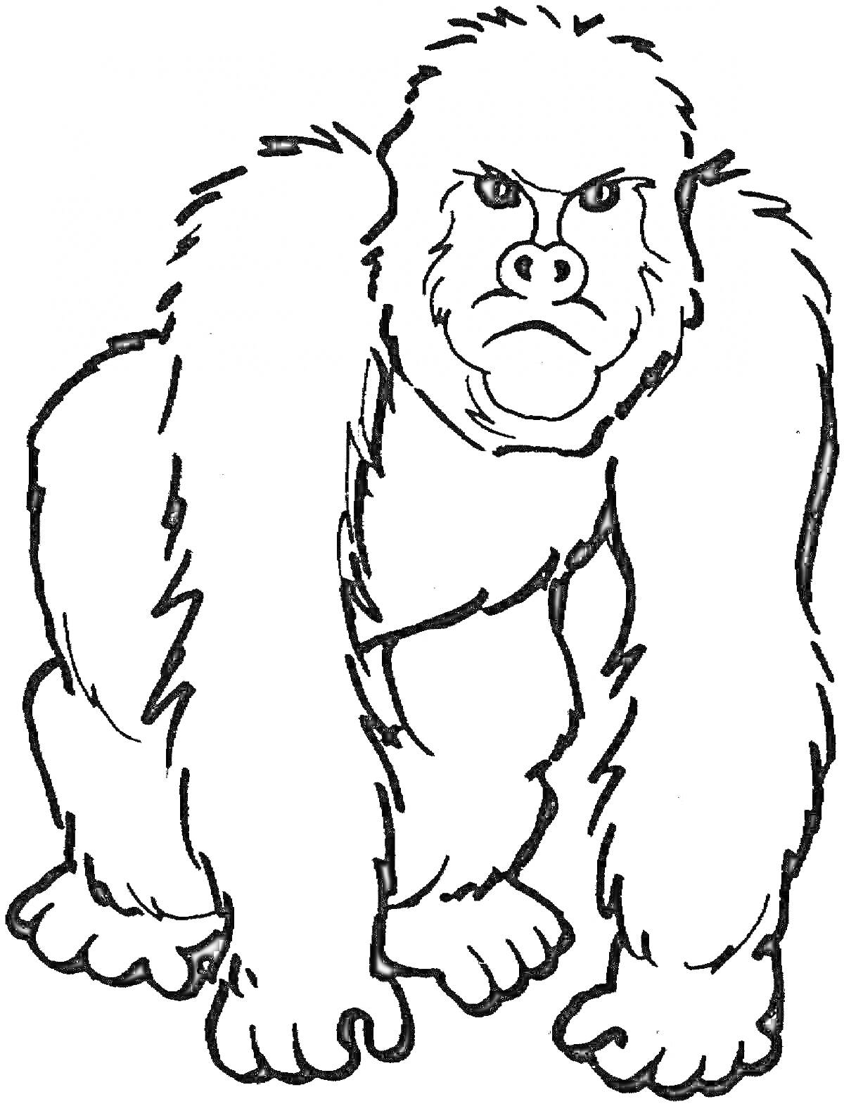 РаскраскаРаскраска с изображением гориллы в стоячей позе, с серьезным выражением лица.