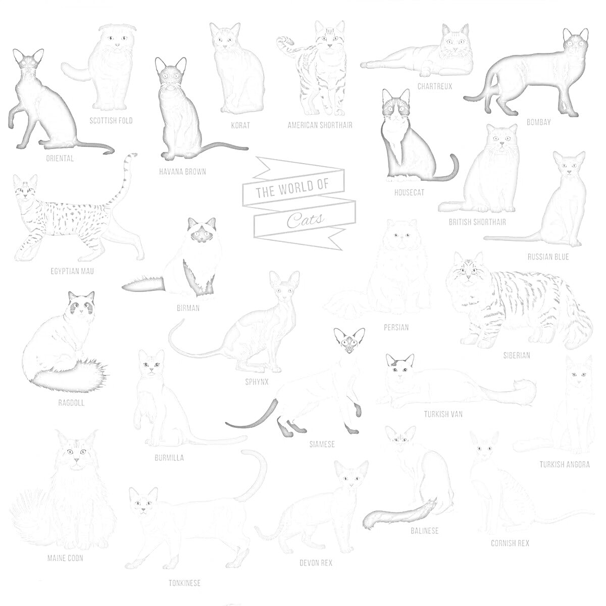 Раскраска - Египетский Мау - Бомбейская кошка - Американская короткошерстная - Норвежская лесная кошка - Домашняя короткошёрстная - Сиамская кошка - Рэгдолл - Русская голубая - Абиссинская кошка - Британская короткошёрстная - ЛаПерм - Мейн-кун