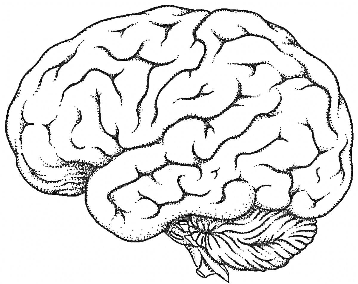 Изображение человеческого мозга с видимыми бороздами и извилинами