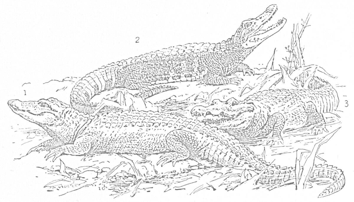 Раскраска Три крокодила гребнистых на суше среди травы и камней