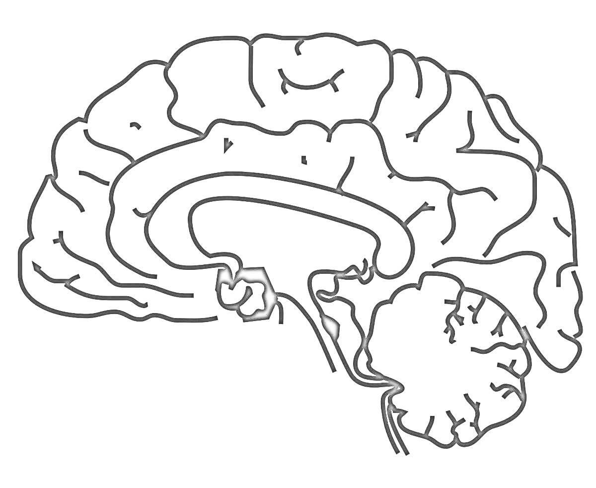 На раскраске изображено: Головной мозг, Мозг, Анатомия, Медицинская иллюстрация