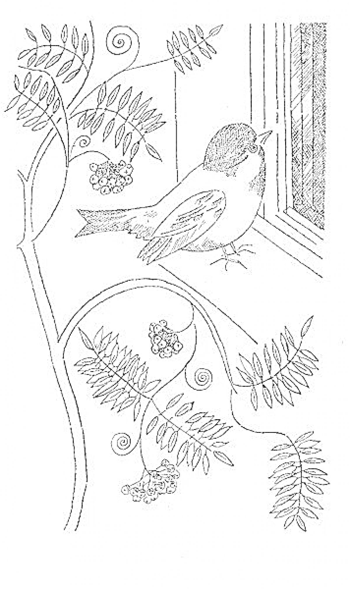 На раскраске изображено: Воробей, Подоконник, Рябина, Листья, Папоротник, Природа, Птица