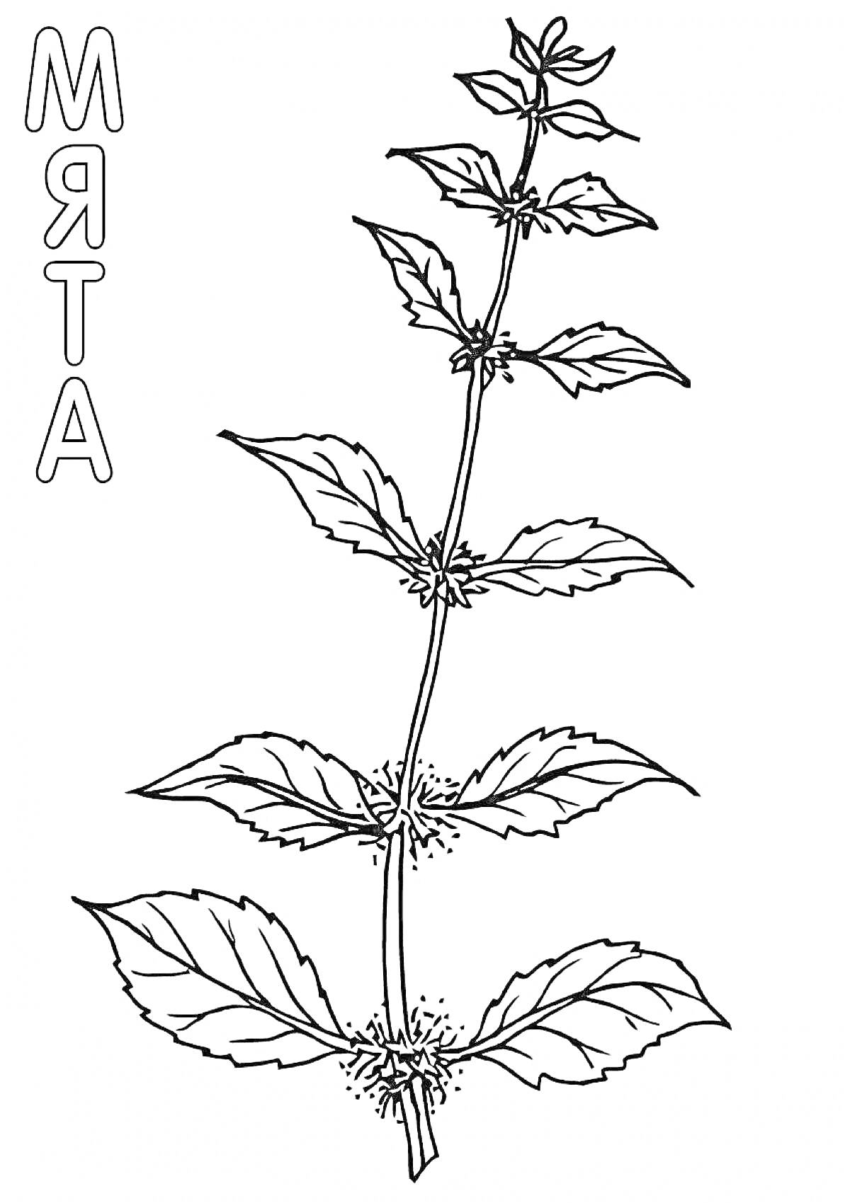 Раскраска Растение мяты с листьями и цветами