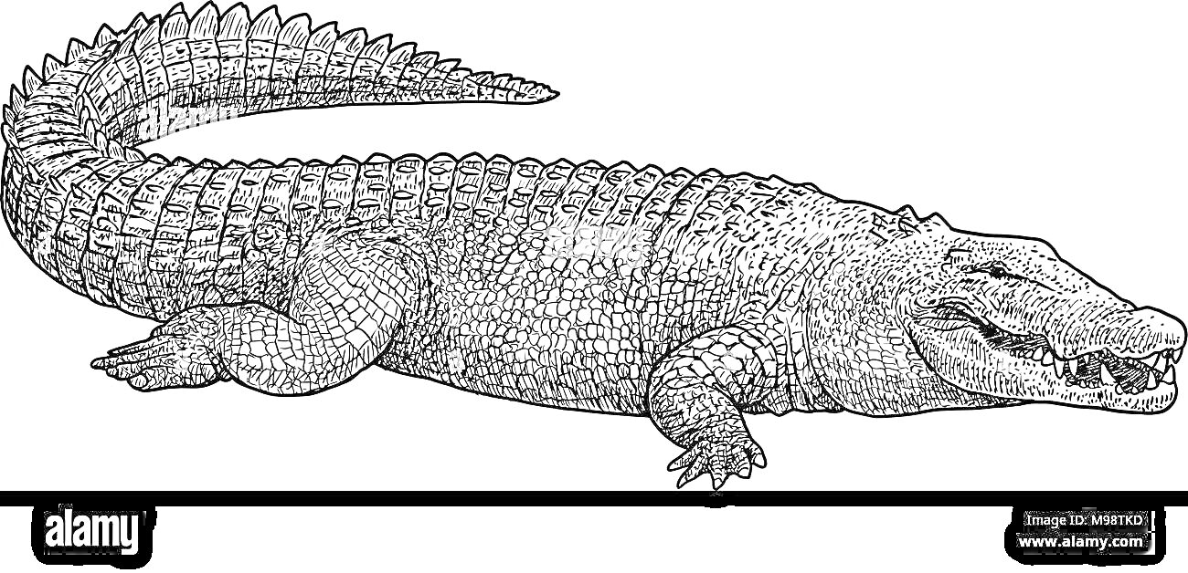 На раскраске изображено: Крокодил, Животные, Природа, Контурные рисунки, Рептилии