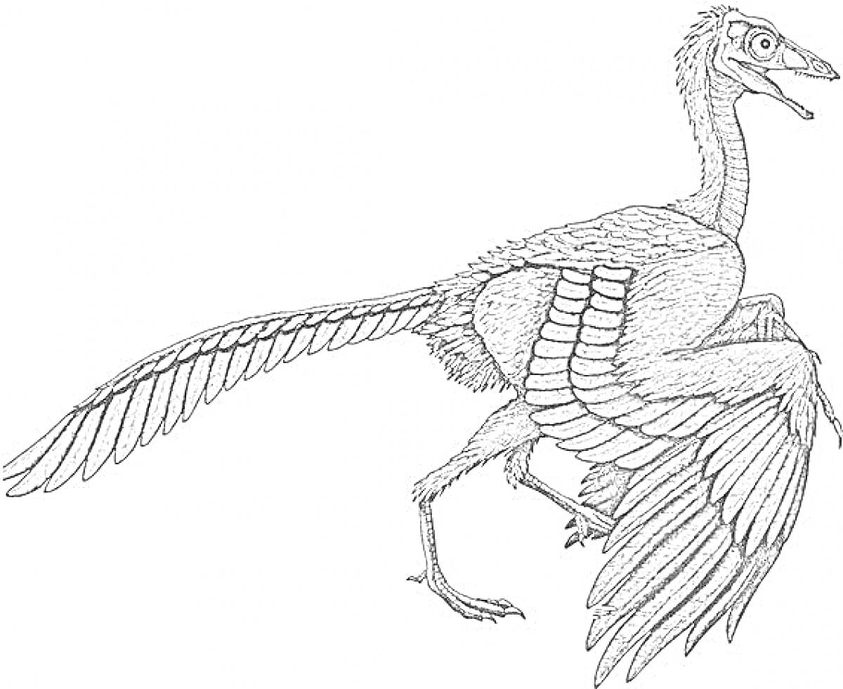 На раскраске изображено: Археоптерикс, Динозавр, Крылья, Перья, Палеонтология, Биология, Контурные рисунки, Древние животные