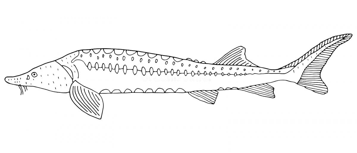 На раскраске изображено: Осетр, Рыба, Морская жизнь, Природа, Животные, Подводный мир