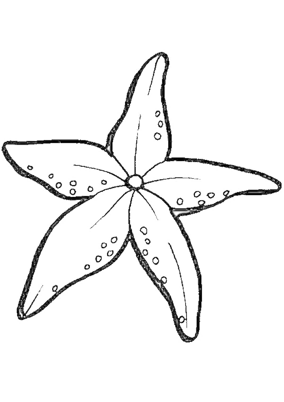 Раскраска Морская лилия с пятью лепестками и точками