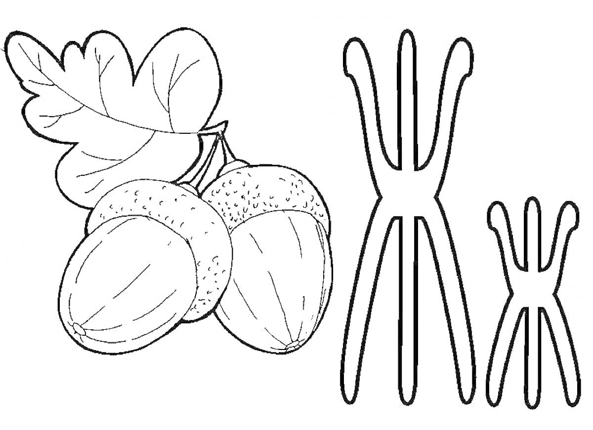 Раскраска Желуди и хромосомы