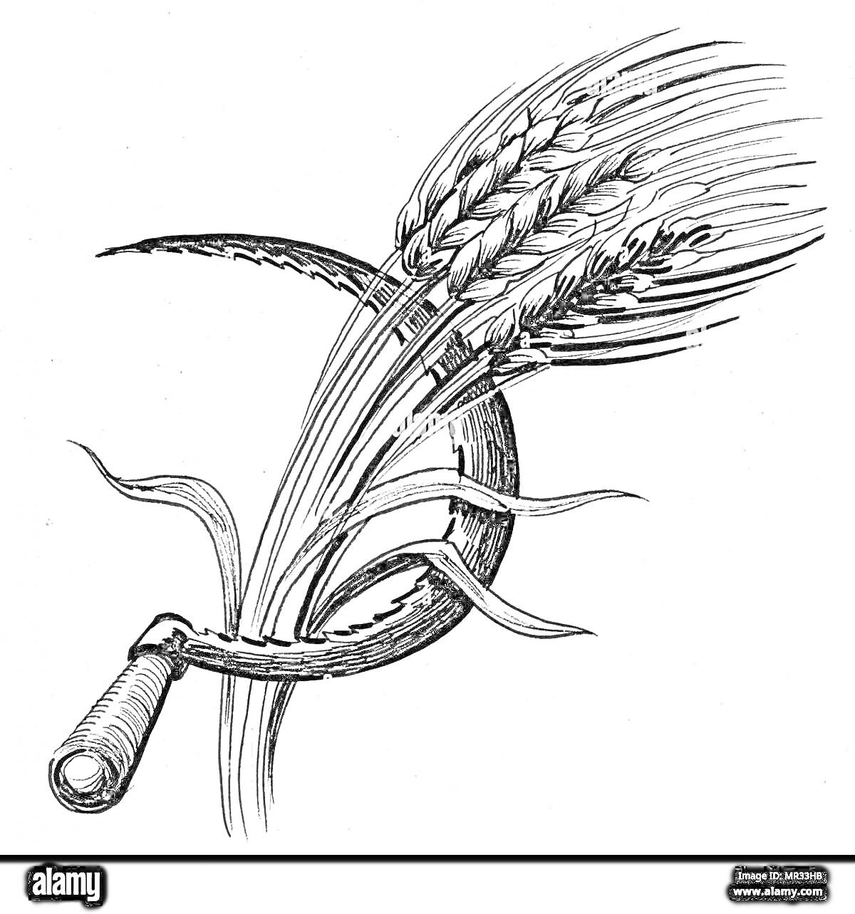 На раскраске изображено: Серп, Колоски, Пшеница, Сельское хозяйство, Инструмент, Урожай, Иллюстрация